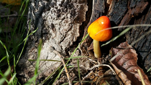 Pluteus Aurantiorugosus